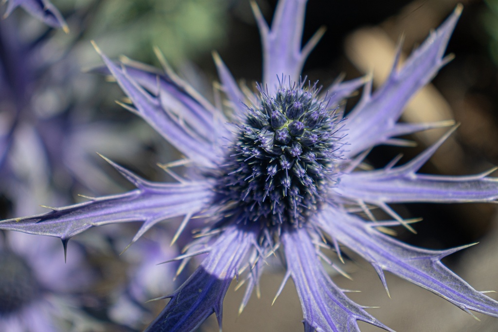 Eryngium zabelii (x) 'Big Blue' - La Pépinière d'Agnens