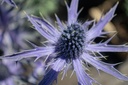 Eryngium zabelii (x) 'Big Blue' - La Pépinière d'Agnens