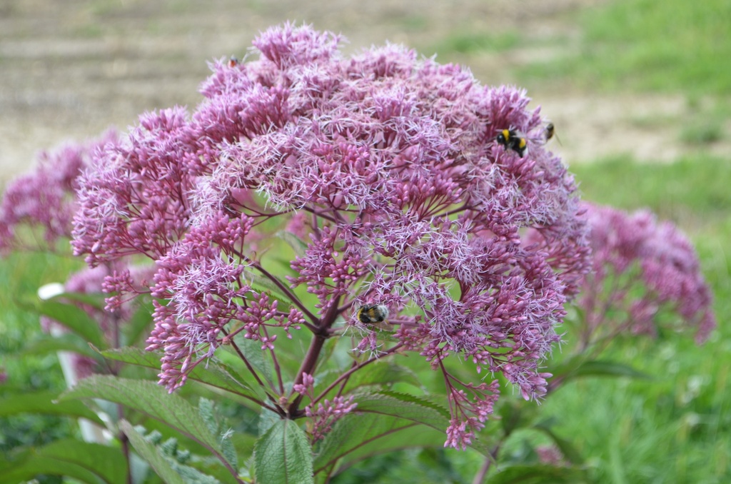 Eupatorium maculatum 'Riesenschirm' - La Pépinière d'Agnens