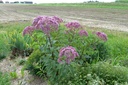 Eupatorium maculatum 'Riesenschirm' - La Pépinière d'Agnens