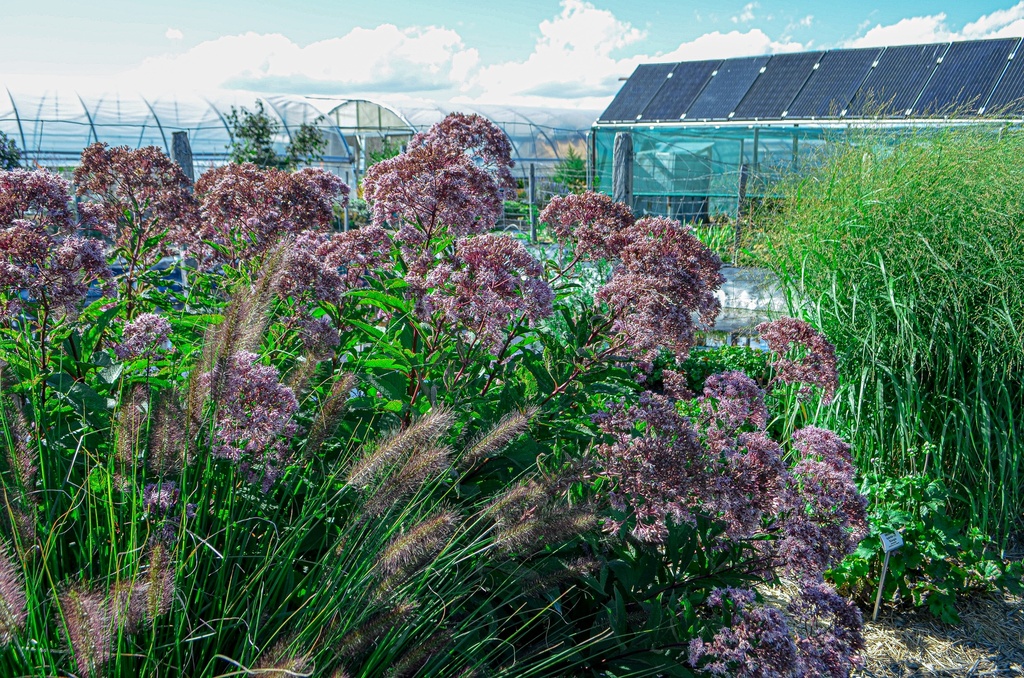 Eupatorium maculatum 'Riesenschirm' - La Pépinière d'Agnens