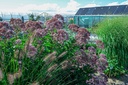 Eupatorium maculatum 'Riesenschirm' - La Pépinière d'Agnens