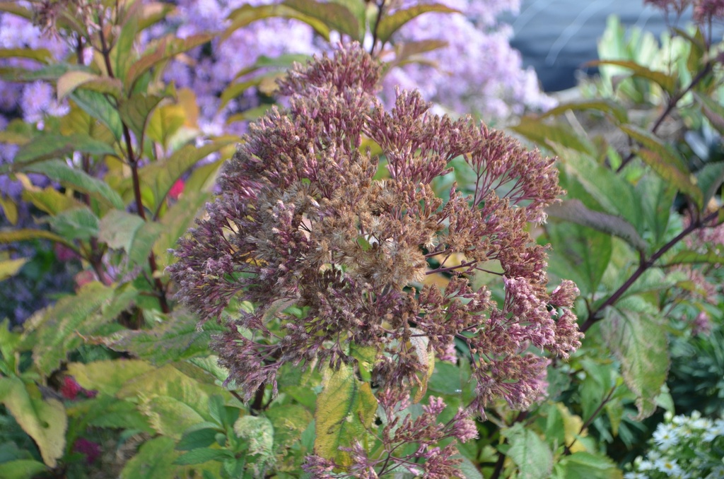 Eupatorium maculatum 'Riesenschirm' - La Pépinière d'Agnens