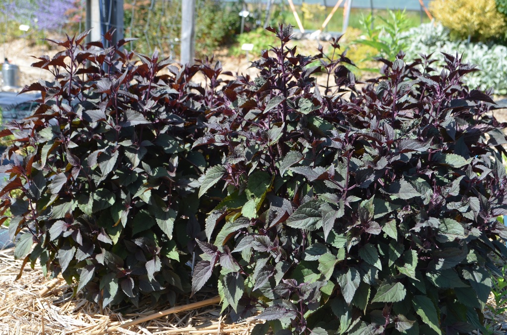 Eupatorium rugosum 'Chocolate' - La Pépinière d'Agnens