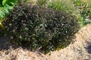 Eupatorium rugosum 'Chocolate' - La Pépinière d'Agnens