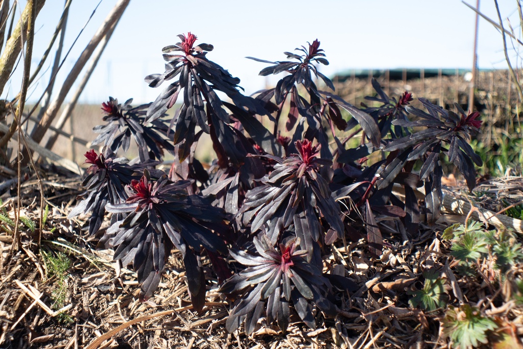 Euphorbia amygdaloides 'Purpurea' - La Pépinière d'Agnens