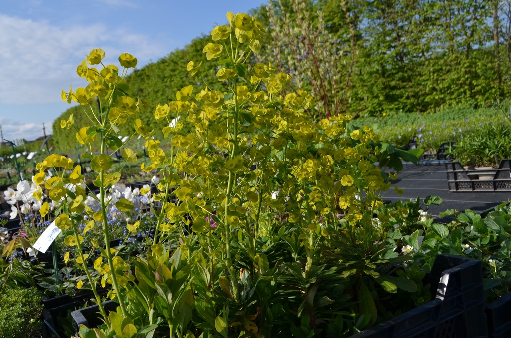 Euphorbia amygdaloides var. robbiae - La Pépinière d'Agnens
