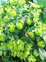 Euphorbia amygdaloides var. robbiae - La Pépinière d'Agnens