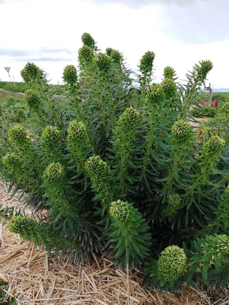 Euphorbia characias 'Black Pearl' - La Pépinière d'Agnens