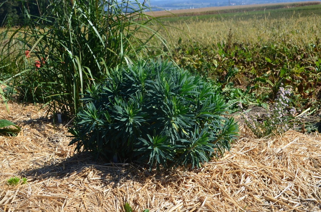Euphorbia characias 'Black Pearl' - La Pépinière d'Agnens