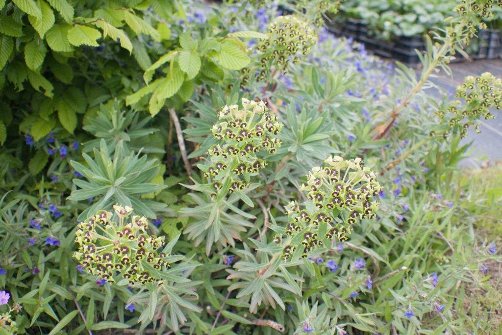 Euphorbia characias 'Black Pearl' - La Pépinière d'Agnens