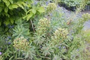 Euphorbia characias 'Black Pearl' - La Pépinière d'Agnens