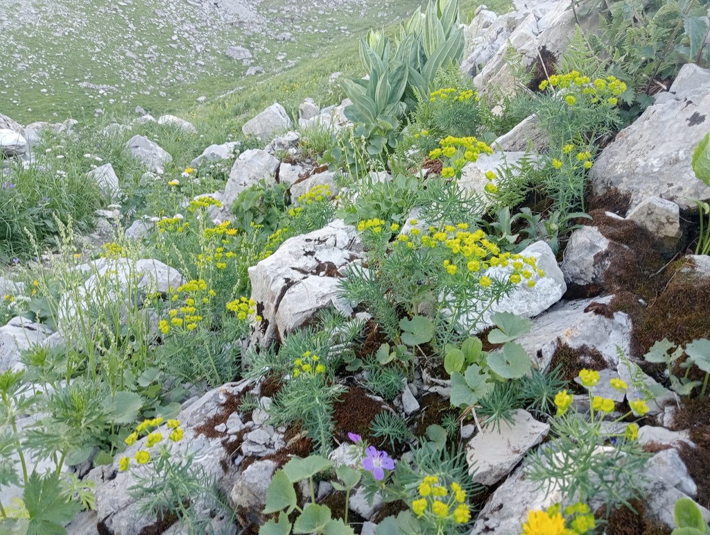 Euphorbia cyparissias - La Pépinière d'Agnens