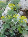 Euphorbia cyparissias - La Pépinière d'Agnens
