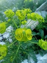 Euphorbia cyparissias - La Pépinière d'Agnens
