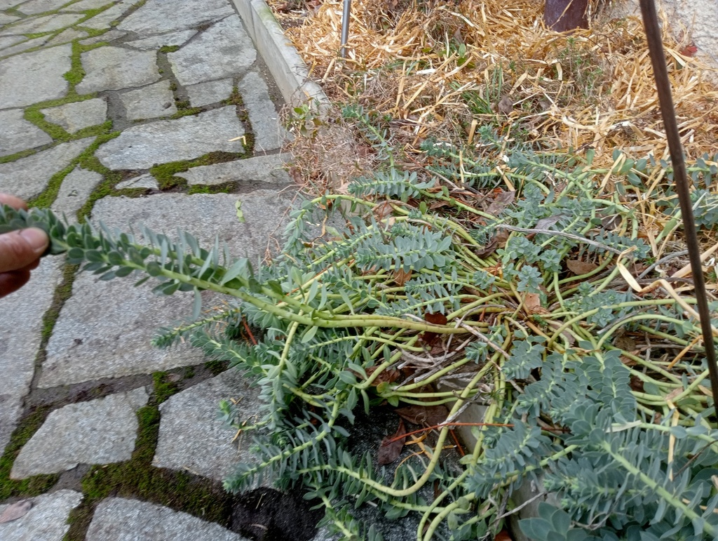 Euphorbia myrsinites - La Pépinière d'Agnens