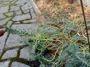 Euphorbia myrsinites - La Pépinière d'Agnens