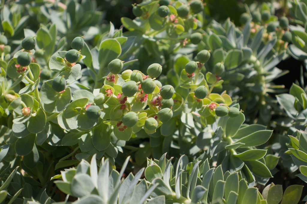 Euphorbia myrsinites - La Pépinière d'Agnens