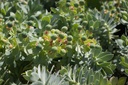 Euphorbia myrsinites - La Pépinière d'Agnens