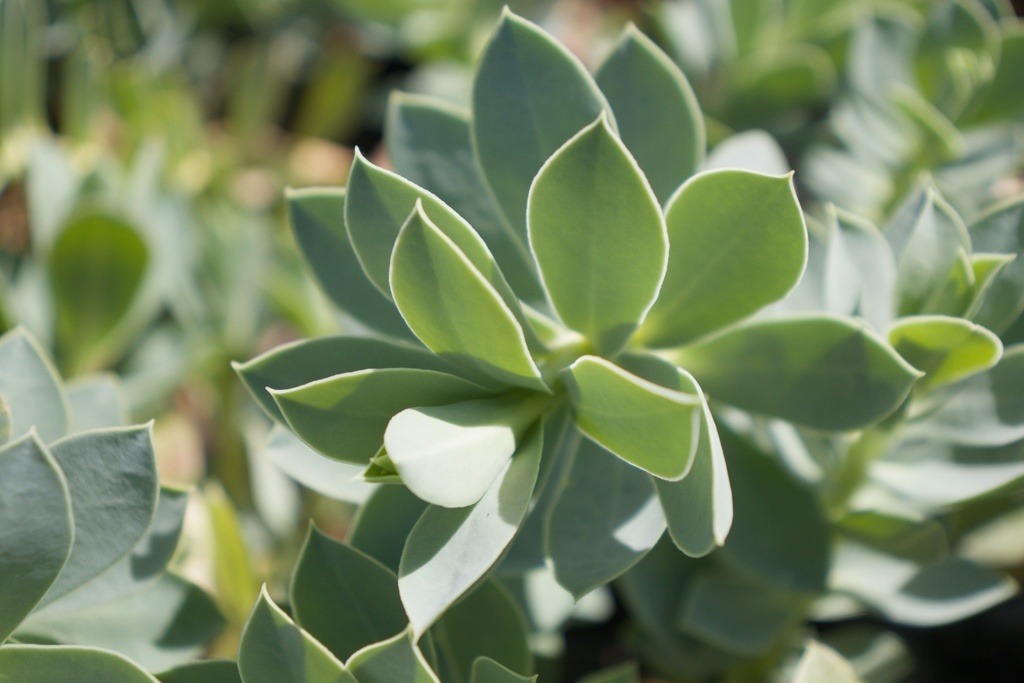 Euphorbia myrsinites - La Pépinière d'Agnens