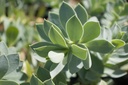 Euphorbia myrsinites - La Pépinière d'Agnens