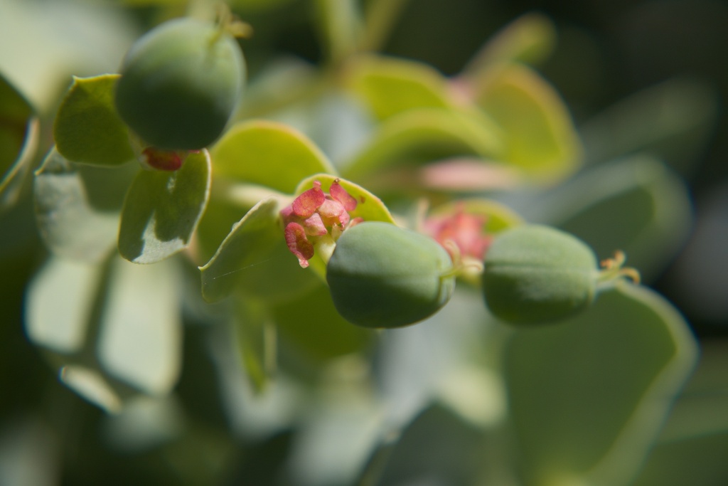 Euphorbia myrsinites - La Pépinière d'Agnens