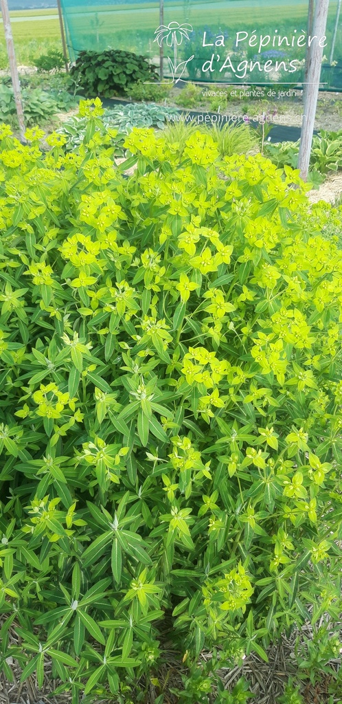 Euphorbia pekinensis - La Pépinière d'Agnens