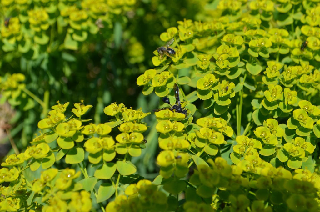 Euphorbia seguieriana ssp. niciciana - La Pépinière d'Agnens