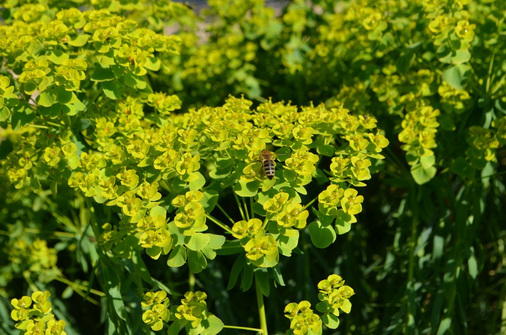 Euphorbia seguieriana ssp. niciciana - La Pépinière d'Agnens