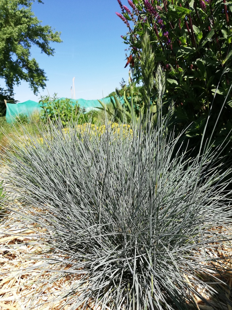 Festuca glauca 'Elijah Blue' - La Pépinière d'Agnens