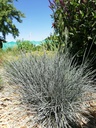 Festuca glauca 'Elijah Blue' - La Pépinière d'Agnens