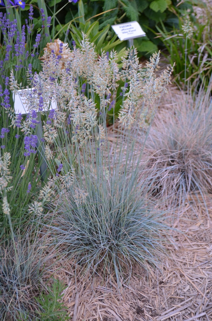 Festuca glauca 'Elijah Blue' - La Pépinière d'Agnens