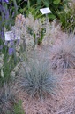 Festuca glauca 'Elijah Blue' - La Pépinière d'Agnens
