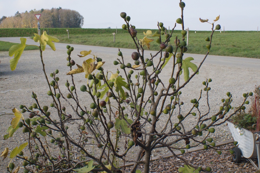 Ficus carica - La Pépinière d'Agnens