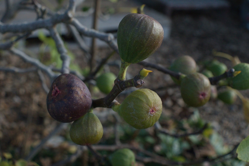 Ficus carica - La Pépinière d'Agnens