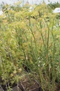 Foeniculum vulgare - La Pépinière d'Agnens