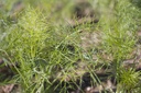 Foeniculum vulgare - La Pépinière d'Agnens