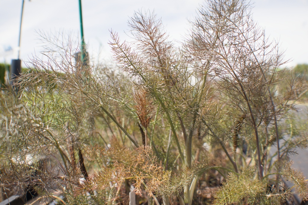 Foeniculum vulgare 'Atropurpureum'Ficus carica 'Contessina'