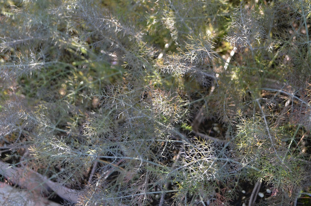 Foeniculum vulgare 'Atropurpureum'Ficus carica 'Contessina'