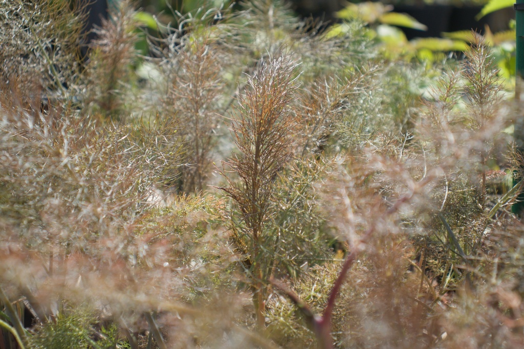 Foeniculum vulgare 'Atropurpureum'Ficus carica 'Contessina'