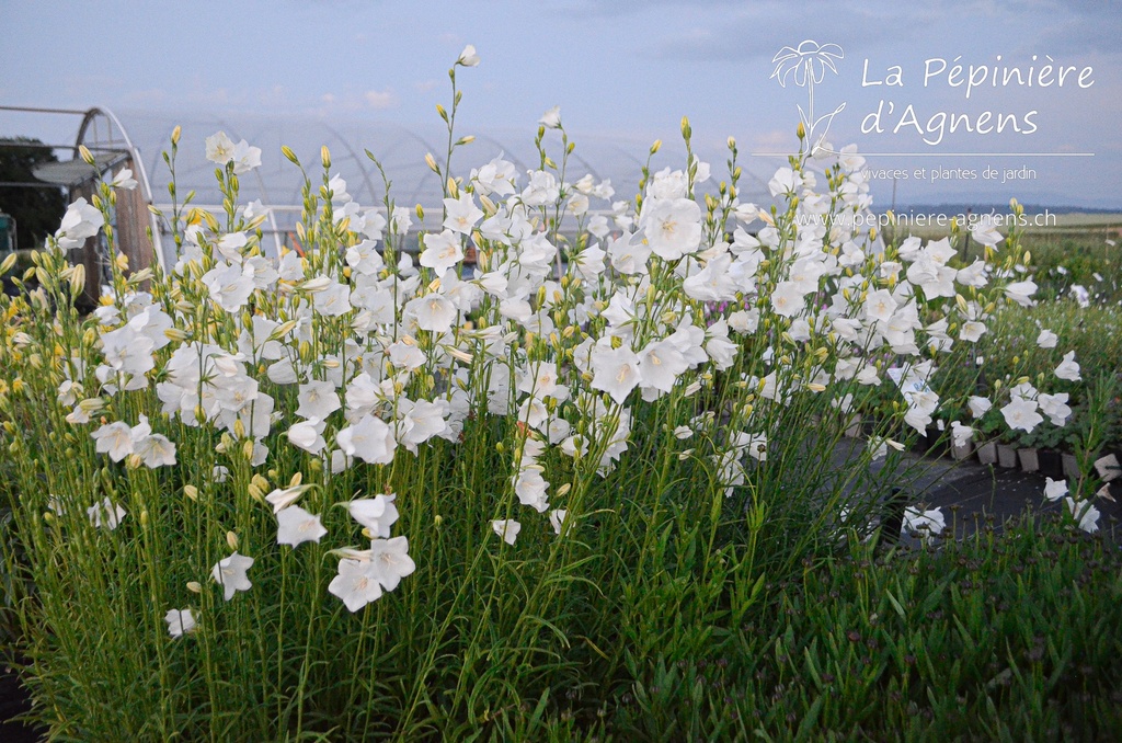 Campanula persicifolia 'Alba' - La pépinière d'Agnens