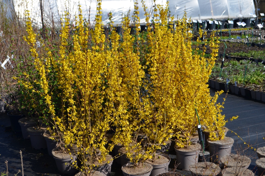 Forsythia intermedia 'Week-end' -La Pépinière d'Agnens