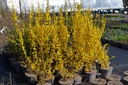 Forsythia intermedia 'Week-end' -La Pépinière d'Agnens