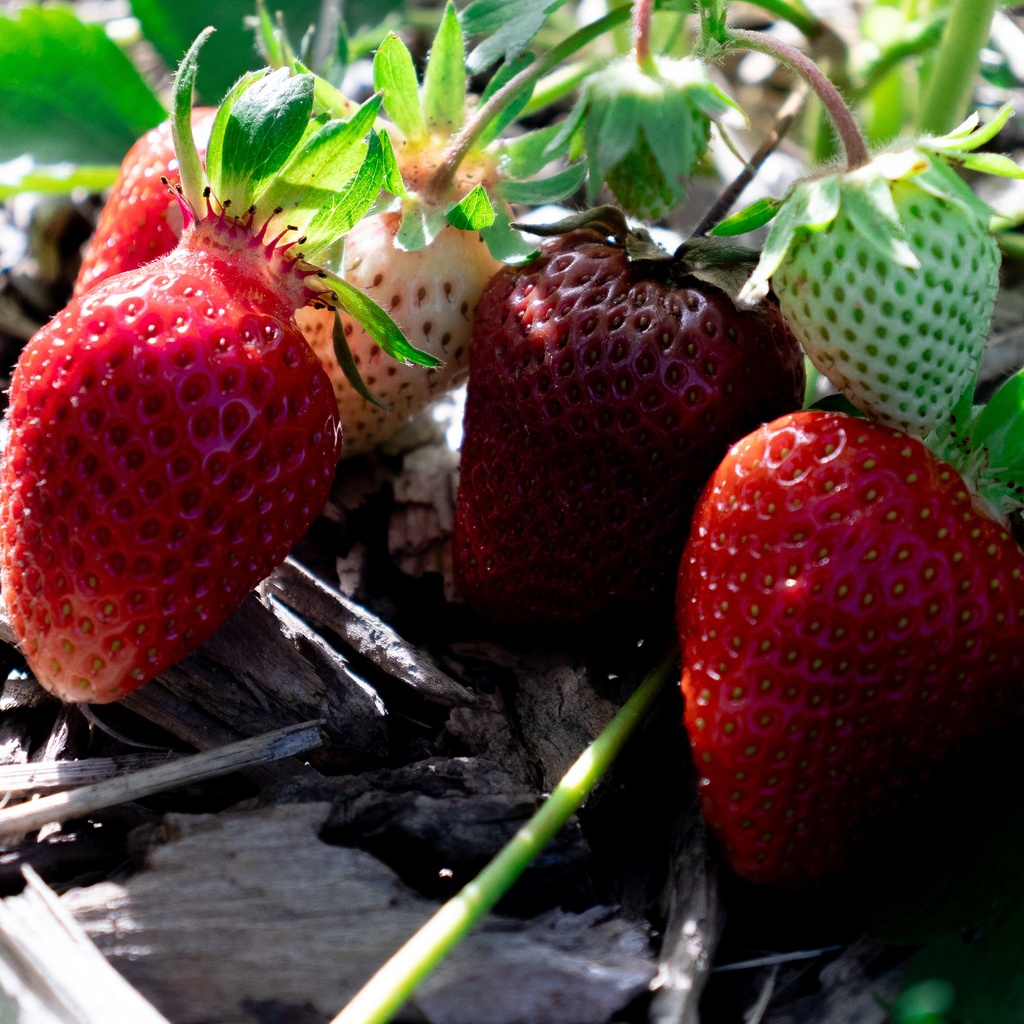Fragaria ananassa (x) 'Cléry' - La Pépinière d'Agnens