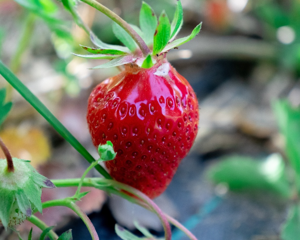 Fragaria ananassa (x) 'Cléry' - La Pépinière d'Agnens
