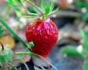 Fragaria ananassa (x) 'Cléry' - La Pépinière d'Agnens