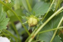 Fragaria ananassa (x) 'Elsanta' - La Pépinière d'Agnens