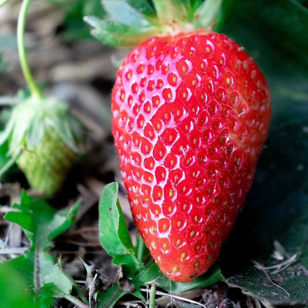 Fragaria annanasa (x) 'Mariguette' - La Pépinière d'Agnens