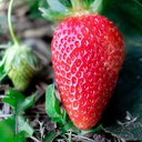 Fragaria annanasa (x) 'Mariguette' - La Pépinière d'Agnens