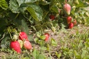 Fragaria annanasa (x) 'Mariguette' - La Pépinière d'Agnens